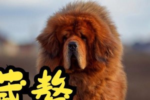 藏獒价格变动及其贵价的原因（藏獒价格变动的因素与影响分析）