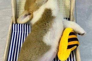 以犬瘟吐白沫能活多久？（犬瘟病毒对犬只生命的威胁及预防方法探讨）