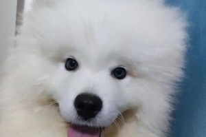 狗耳朵立起来需要多长时间？（探究狗耳朵立起的时间和因素）