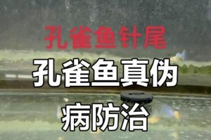 预防孔雀鱼烂尾病，守护鱼儿健康生活（孔雀鱼烂尾症状及其防治方法）
