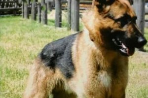 以楼房适合养什么大型犬？（室内环境下选择适合的大型犬品种）