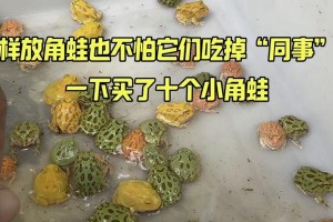 宠物角蛙的日常管理与饲养方法（角蛙吃什么东西？如何正确照顾宠物角蛙？）