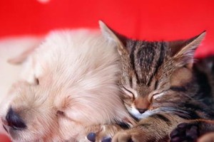 狗传染猫的疾病及防控措施（揭秘狗猫共患病的背后真相，关注防控重要性）