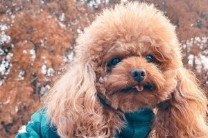 泰迪和贵宾狗（探索泰迪和贵宾狗的无敌组合）