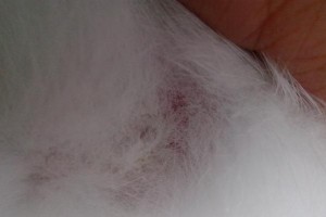 兔子长螨虫的症状及防治方法（兔子螨虫感染的症状及预防与治疗措施）