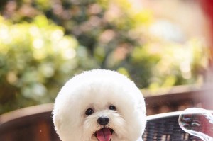 比熊犬价格及选购指南（了解比熊犬的价格以及如何选择一只理想的比熊犬）