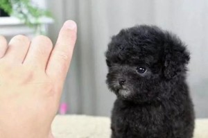 茶杯犬的寿命及健康问题（了解茶杯犬的预期寿命以及如何提高其健康水平）
