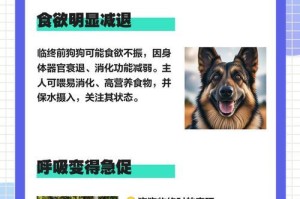 狗狗老去的特征和照顾方法（细心呵护美好晚年）