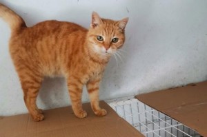老猫的优雅之姿（揭秘老猫动作的魅力与传奇）
