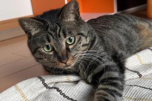 猫咪为什么喜欢毛团？（探究猫咪对毛团的独特偏好）