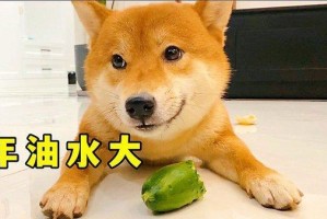 夏天养柴犬，防火有妙招（柴犬饮食搭配和小窍门，让你的宠物清凉过夏）