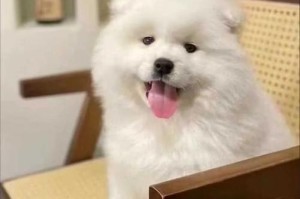 三个月萨摩犬的理想狗粮选择（为你的宝贝提供健康均衡的饮食）