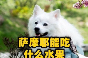 一岁萨摩犬的饮食指南（萨摩犬饮食搭配，让它健康成长）
