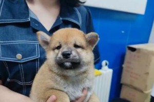 天津郊区适合养哪些狗？（天津郊区狗主人的选择指南）