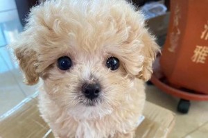 泰迪犬——可爱与聪明并存的小型犬种（一窥泰迪犬的品种特点及家庭生活中的角色）