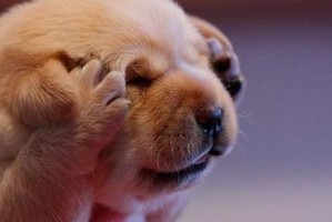狗狗惊吓过度的表现及养狗注意事项（了解狗狗的惊吓反应，让它们感到安心与舒适）