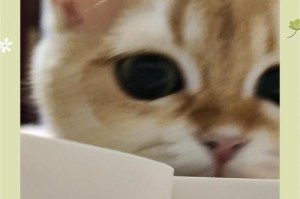 猫弓形虫治疗需要多长时间才能痊愈？（探究猫弓形虫的治疗周期及关键因素）