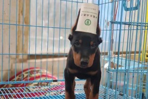 选择合适的犬舍买杜宾，为你的宠物提供最佳环境（了解不同犬舍的特点和注意事项，选择最合适的犬舍）