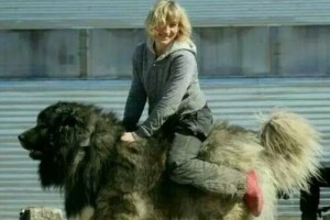 世界上最大的狗品种——圣伯纳犬（了解圣伯纳犬）