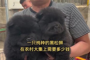 松狮犬的生育周期及繁殖规律（了解松狮犬的生育周期和繁殖特点，为养殖提供参考）