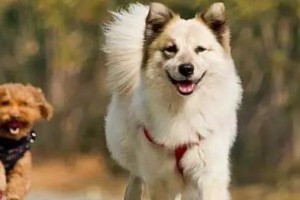 狗狗什么时候需要补钙？（补钙是狗狗饮食中的关键，了解正确的时机很重要）
