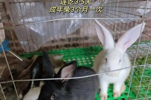 救救拉稀的幼兔！三步法帮你补救（如何帮助幼兔解决拉稀问题，幼兔拉稀，三步法，补救）