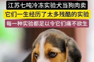 不建议养比格犬的原因（了解比格犬的缺点，做出明智的选择）