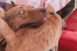 猫为什么喜欢蹭狗？（探究猫咪蹭狗的原因及意义）