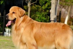 金毛犬（金毛犬的性格特点、培养技巧与饲养要点）