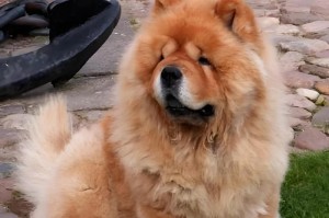 如何挑选纯种松狮犬？（了解美系肉嘴松狮，正确选择优质犬只）