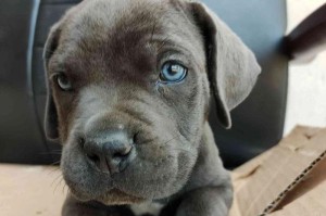 卡斯罗犬的价格行情解析（以卡斯罗犬价格贵吗？了解这个犬种的市场行情）