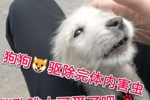 狗狗吃了驱虫药后的反应（探究狗狗吃了驱虫药后可能出现的各种反应及应对方法）