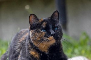 猫咪品种之多，中华田猫名贵千百倍（揭秘猫咪世界的多样性，探寻中华田猫的珍贵之处）
