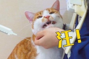 以猫打针的影响及注意事项（了解猫咪打针的重要性，确保宠物健康）
