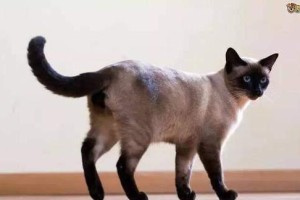 探讨折尾暹罗猫的特点和适宜购买与否（了解折尾暹罗猫的独特之处，决定是否适合作为宠物）