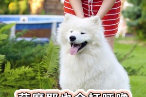 挑战打呼噜之王！探索最响亮的五种狗狗（你家的狗狗在其中吗？让我们一起来揭秘吧！）