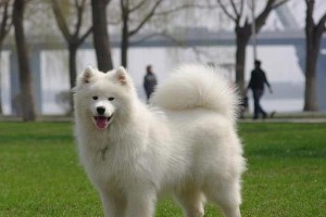 探秘世界上最贵的狗（揭开奢华犬界的代表品种）