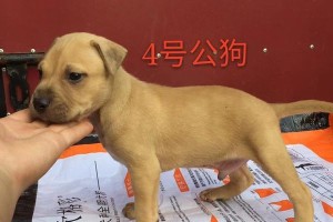 比特最能打的血统是什么？（揭秘比特犬血统中的拳击手基因）