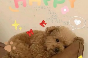 狗狗怀孕期间呕吐的原因及应对方法（了解狗狗怀孕期间的呕吐现象及有效缓解方法）