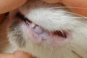 探究猫的嘴巴（猫嘴的神秘之处与进化奥秘）