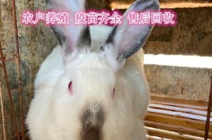 肉兔养殖中必打的疫苗有哪些？（了解肉兔养殖所需的基本疫苗及其防控措施）