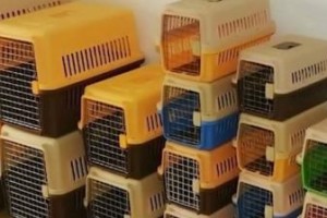 宠物狗出行的最佳交通工具（选择适合宠物狗的交通工具，让旅行更愉快）