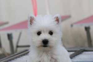 狗狗三针——宠物犬健康保障的基石（探索狗狗三针的重要性与作用，让爱宠远离疾病困扰）