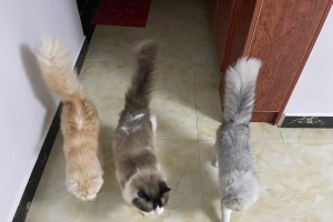 猫咪住院费用（探究猫咪住院的花费及注意事项）