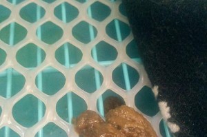 泰迪感冒，及时治疗避免致命（如何应对泰迪感冒，药物治疗的注意事项）