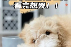 成年狗接受新主人的时间过程（了解成年狗适应新主人的时间和步骤）