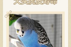 如何合理喂养在线养鹦鹉？（掌握虎皮鹦鹉的每日饮食量）