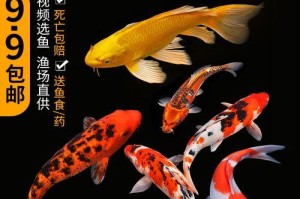 锦鲤品种大揭秘（探索锦鲤世界的美妙之旅）