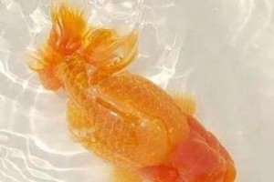 揭秘金鱼立鳞之谜——为何金鱼身上的鳞片如此独特？（金鱼身上的鳞片结构与形成机制的深度解析）