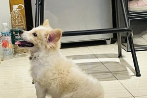 柯基和比熊犬（柯基和比熊犬的对比分析，选择你的理想伴侣）